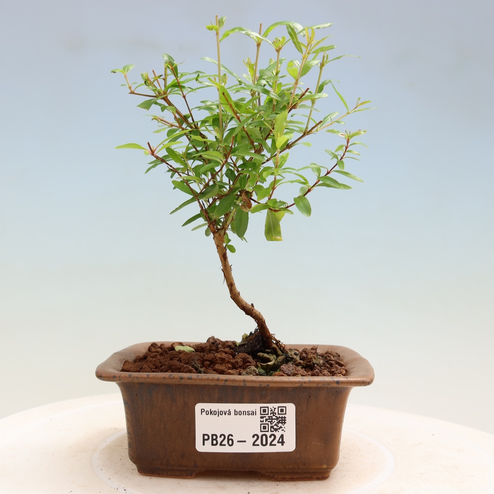 Pokój bonsai - PUNICA granatum nana - jabłko granatu