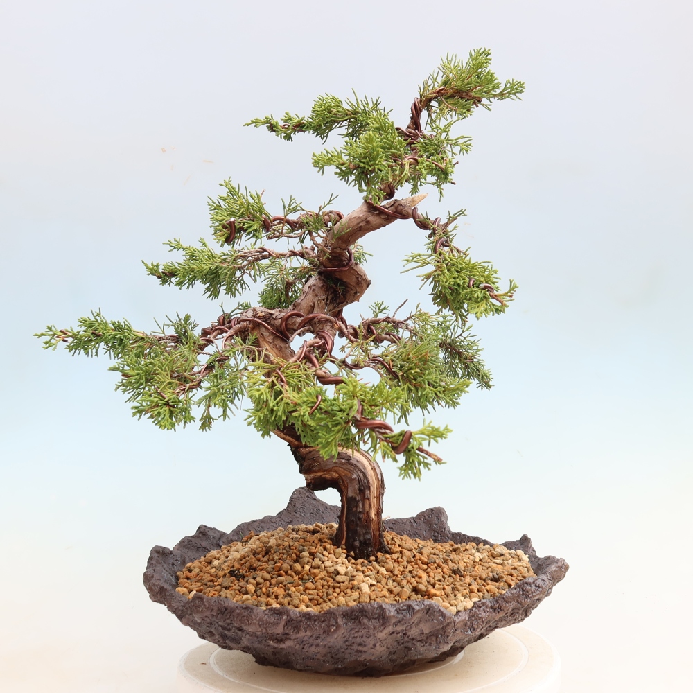 Bonsai ogrodowe – Juniperus chinensis Itoigawa – jałowiec chiński