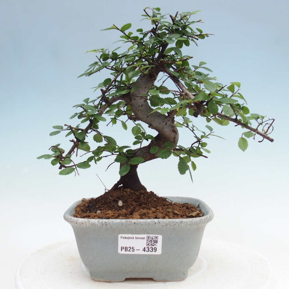 Pokój bonsai - Ulmus parvifolia - Wiąz drobnolistny