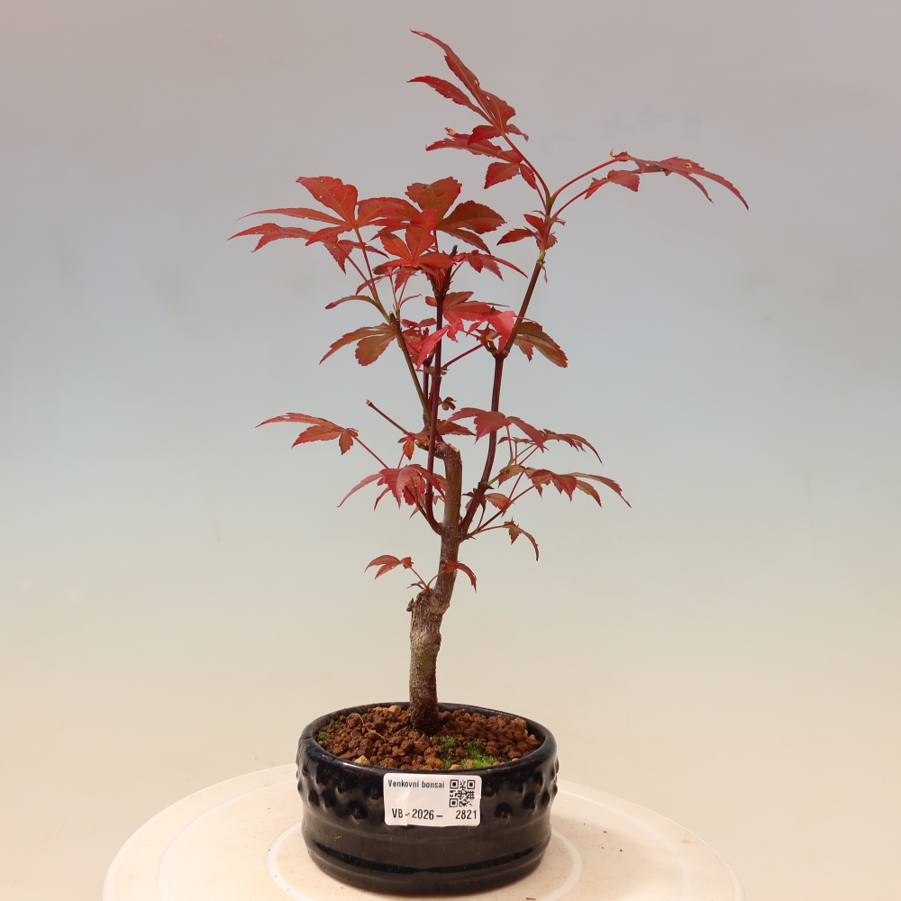 Bonsai na zewnątrz - Palma Acer. Atropurpureum-Javor palmate