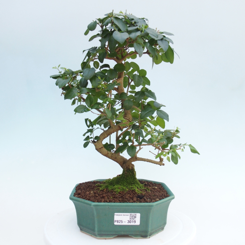 Indoor bonsai -Ligustrum chinensis - dziób ptaka