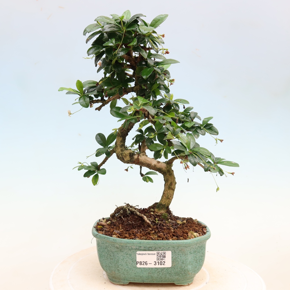 Bonsai pokojowe - Carmona macrophylla - Tea fuki