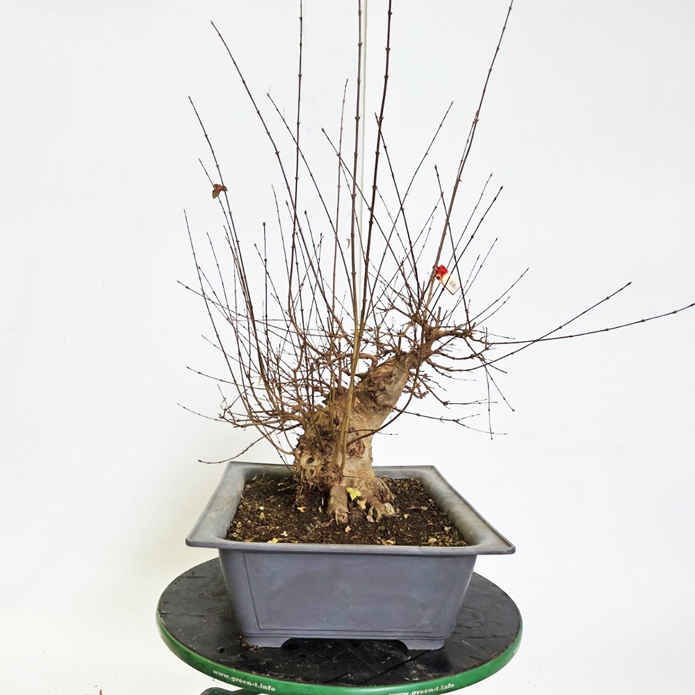 Klon bonsai na zewnątrz - Acer Burgeriana