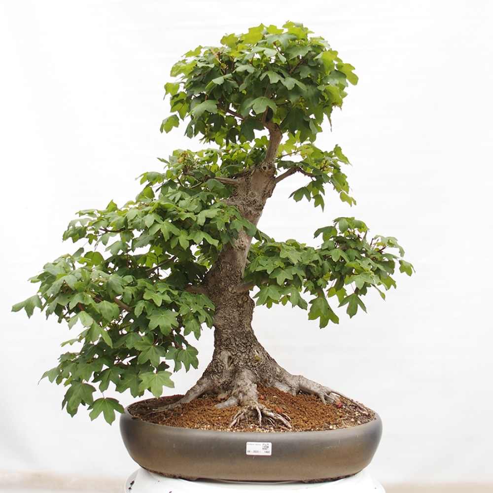 Bonsai zewnętrzne - Klon dziecięcy - Acer campestre