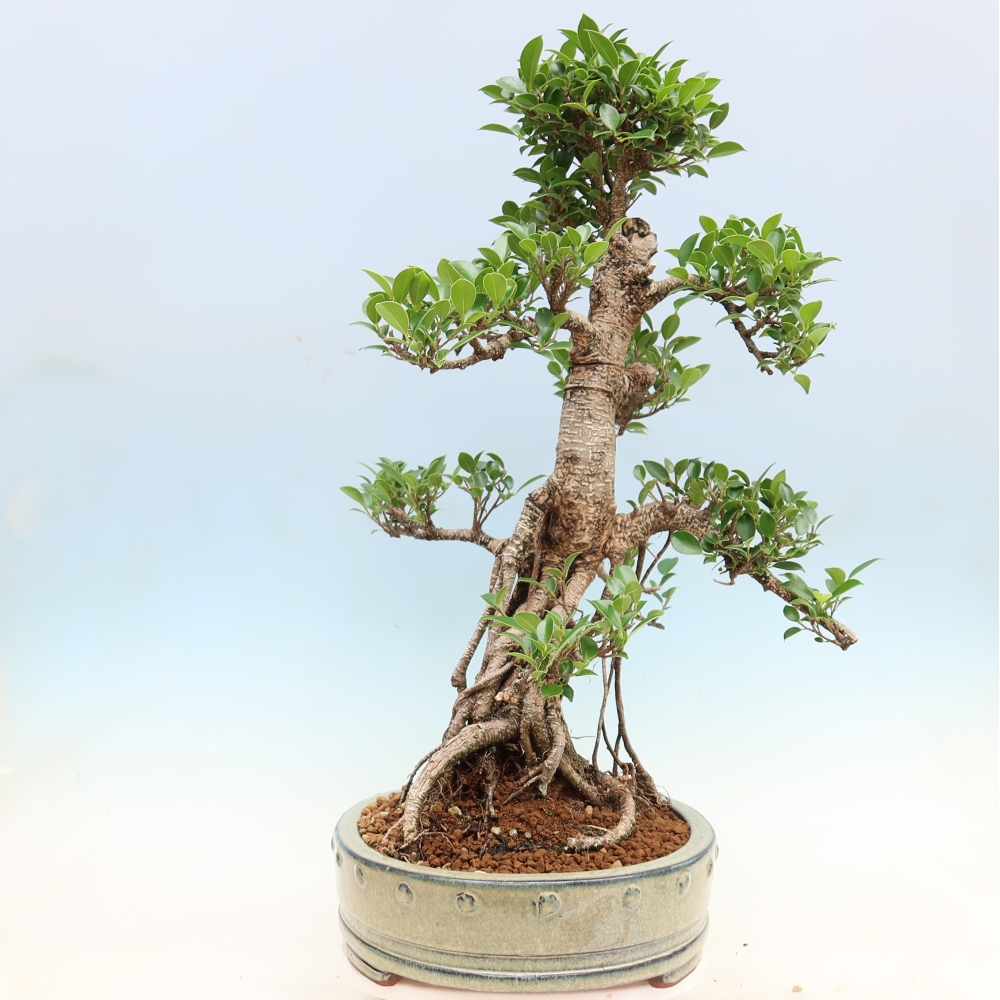 Pokój bonsai - Ficus kimmen - figowiec drobnolistny