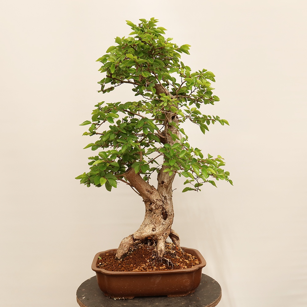 Bonsai plenerowe - Carpinus Coreana - grab koreański