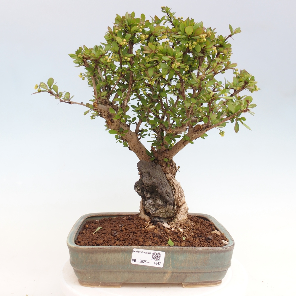 Bonsai zewnętrzne - Berberis coreana