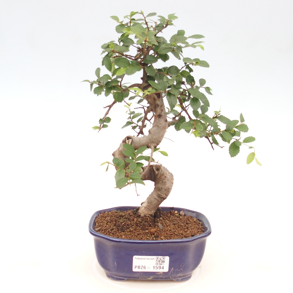 Pokój bonsai - Ulmus parvifolia - Wiąz drobnolistny