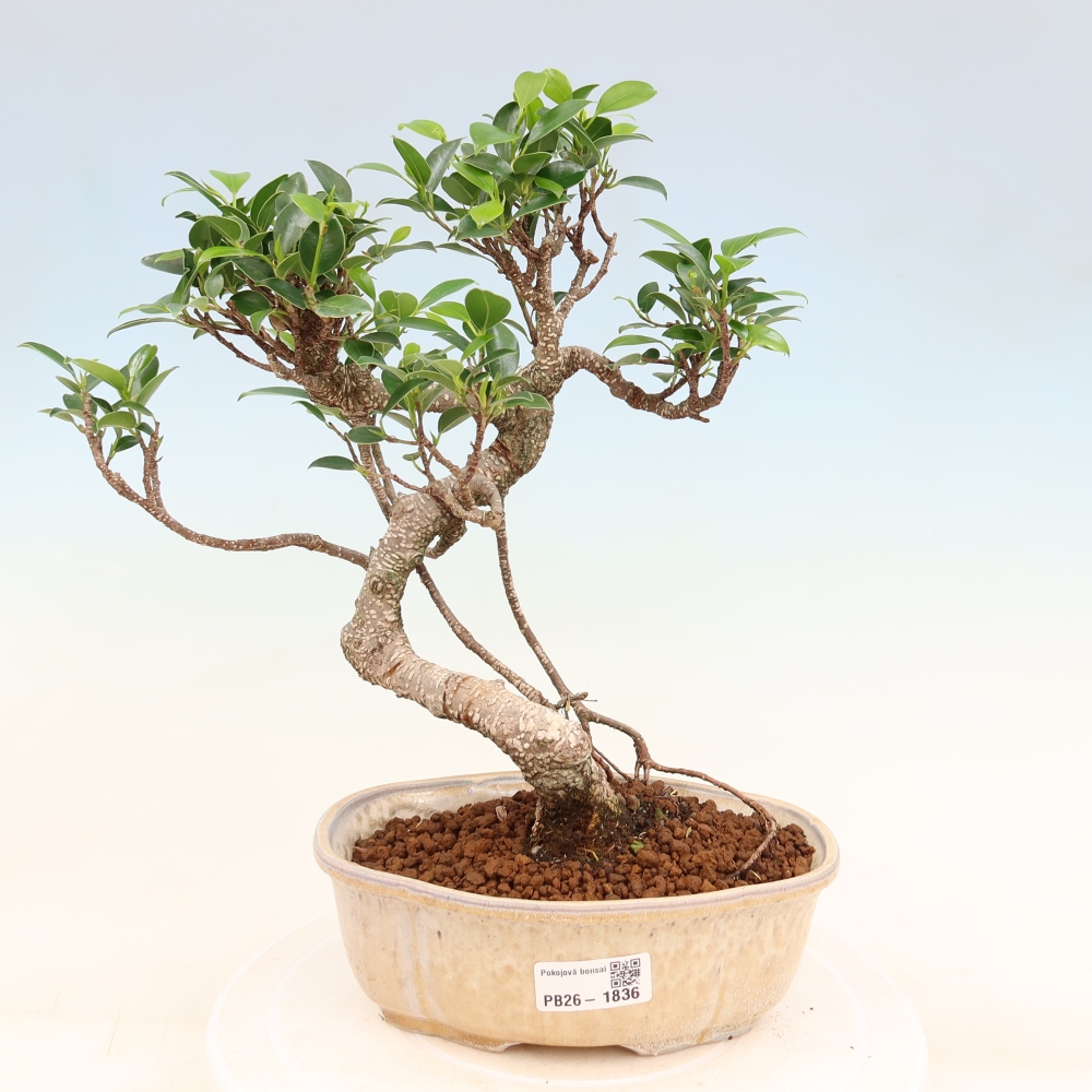 Pokój bonsai - Ficus retusa - figowiec drobnolistny
