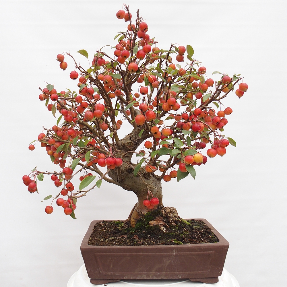 Bonsai plenerowe - Malus Halliana - Jabłoń drobnoowocowa