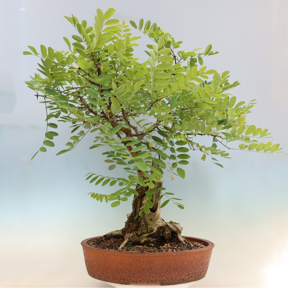 Bonsai ogrodowe – trnówka akacjowa – Robinia pseudoacacia