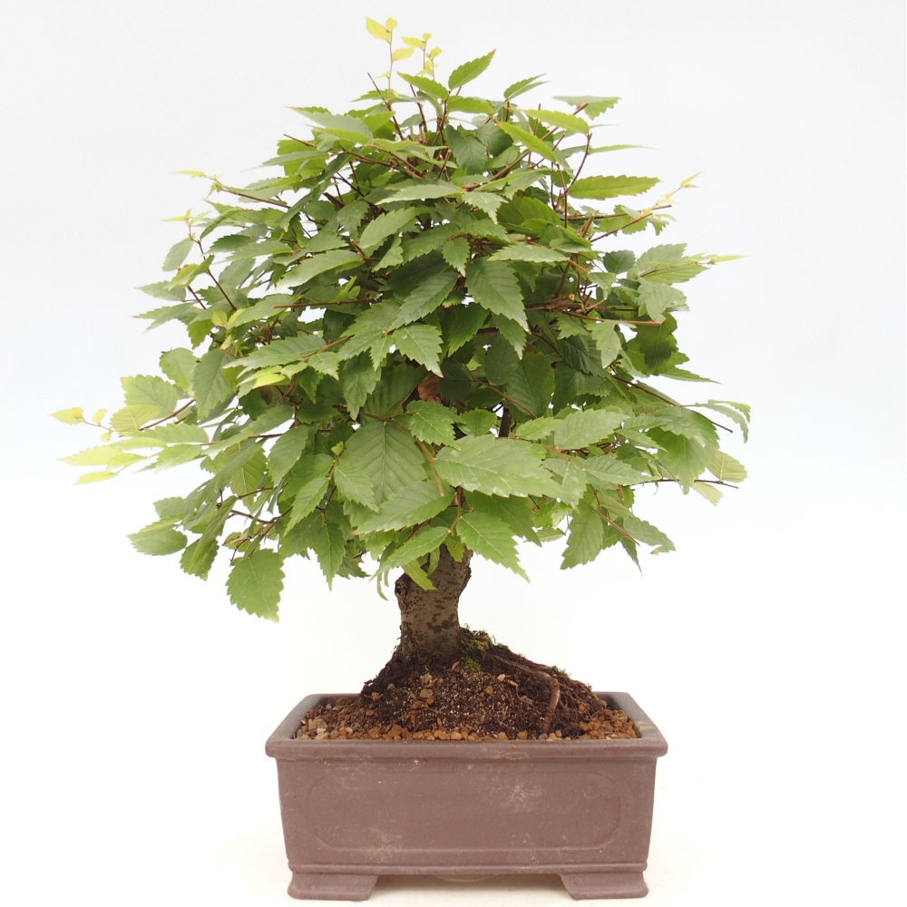 Bonsai na zewnątrz - Zelkova - Zelkova serrata