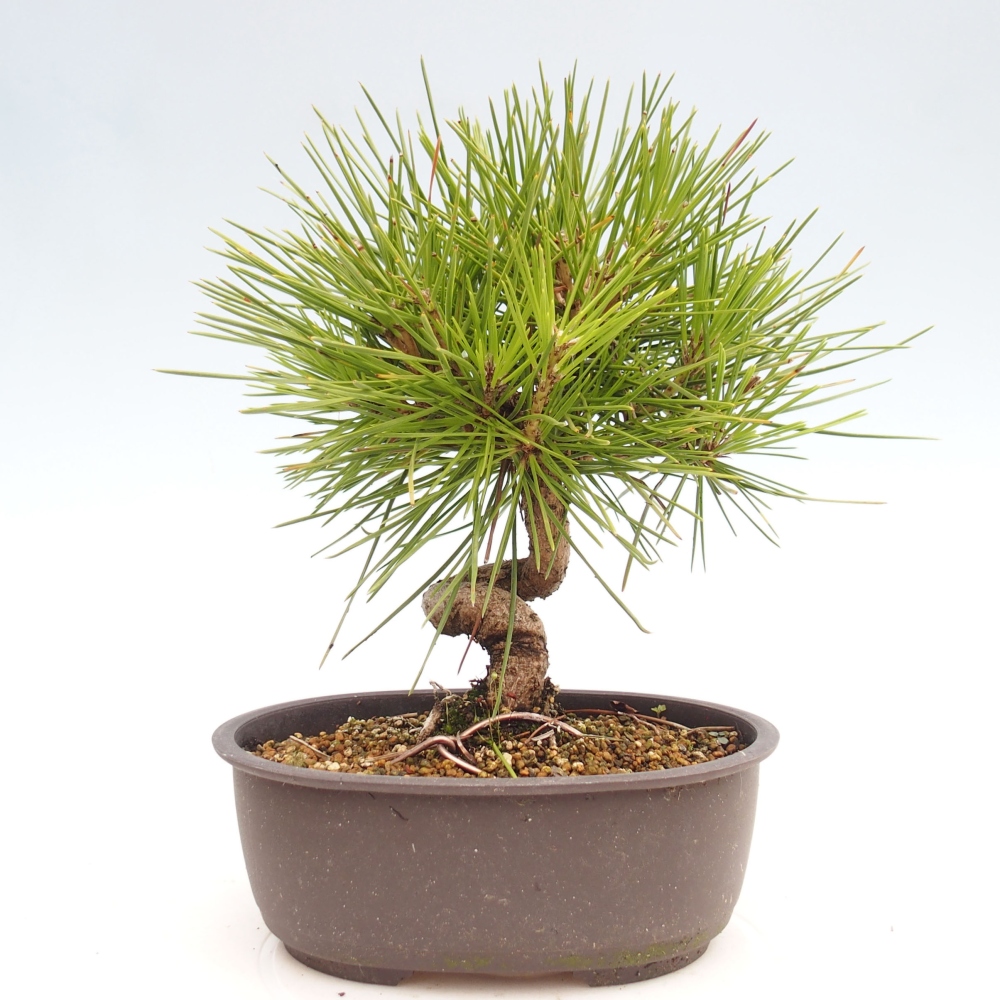 Bonsai ogrodowe - Pinus thunbergii - Sosna Thunbergia