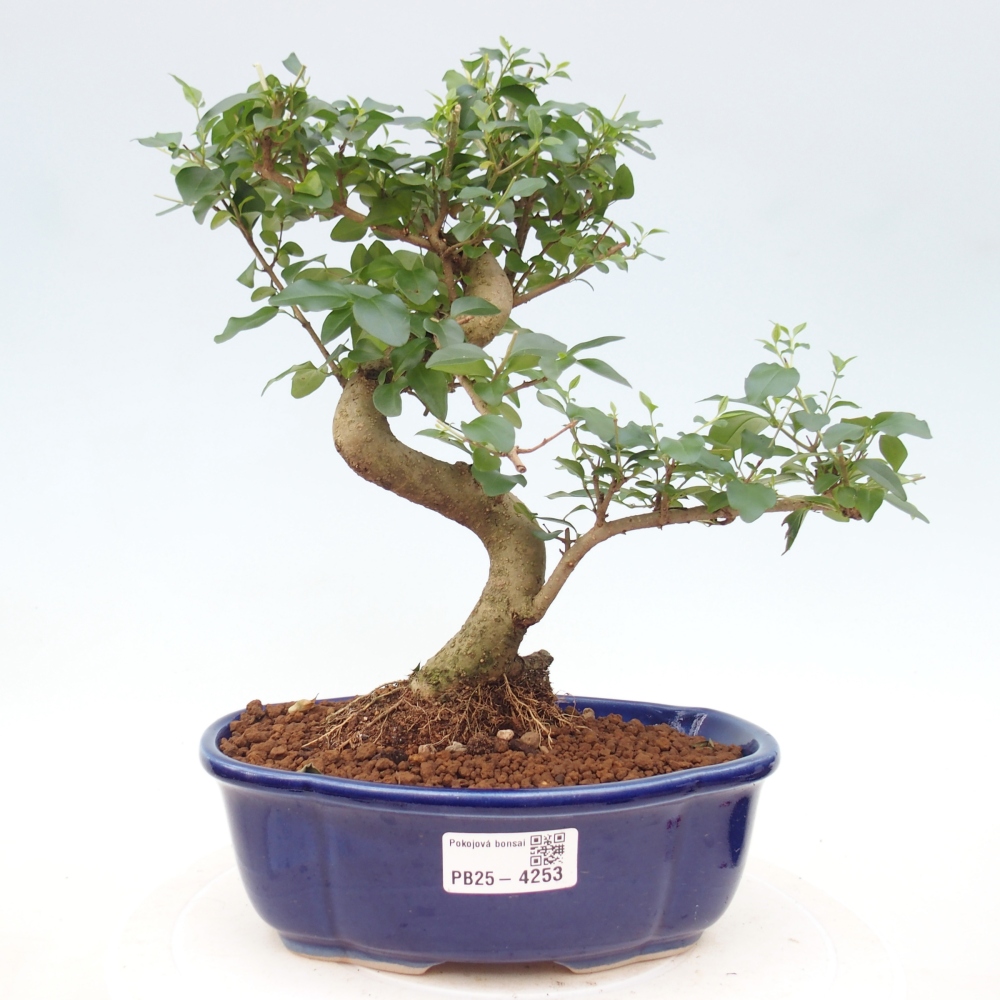 Pokój bonsai - Ligustrum chinensis - Dziób ptaka