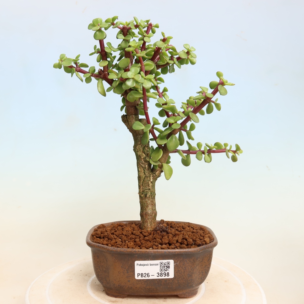 Pokój bonsai - Portulakaria Afra - Tlustice