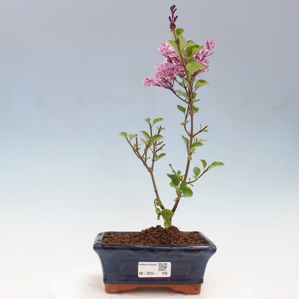 Bonsai zewnętrzne - Syringa Meyeri Palibin - Liliowy Meyera