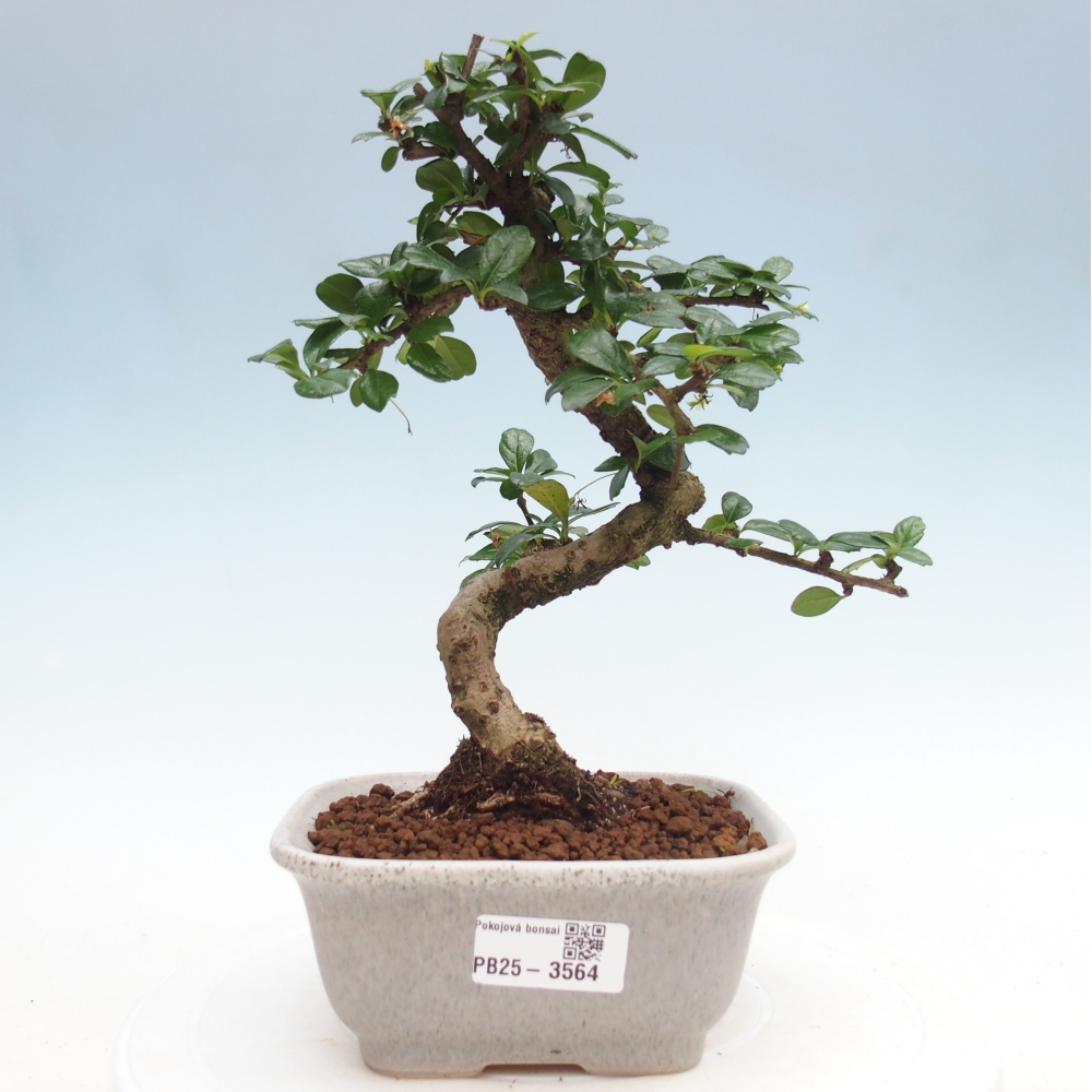 Bonsai pokojowe - Carmona macrophylla - Tea fuki