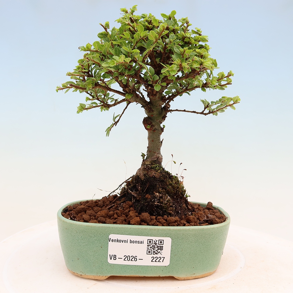 Bonsai ogrodowe – Ulmus parvifolia Sagei – wiąz drobnolistny