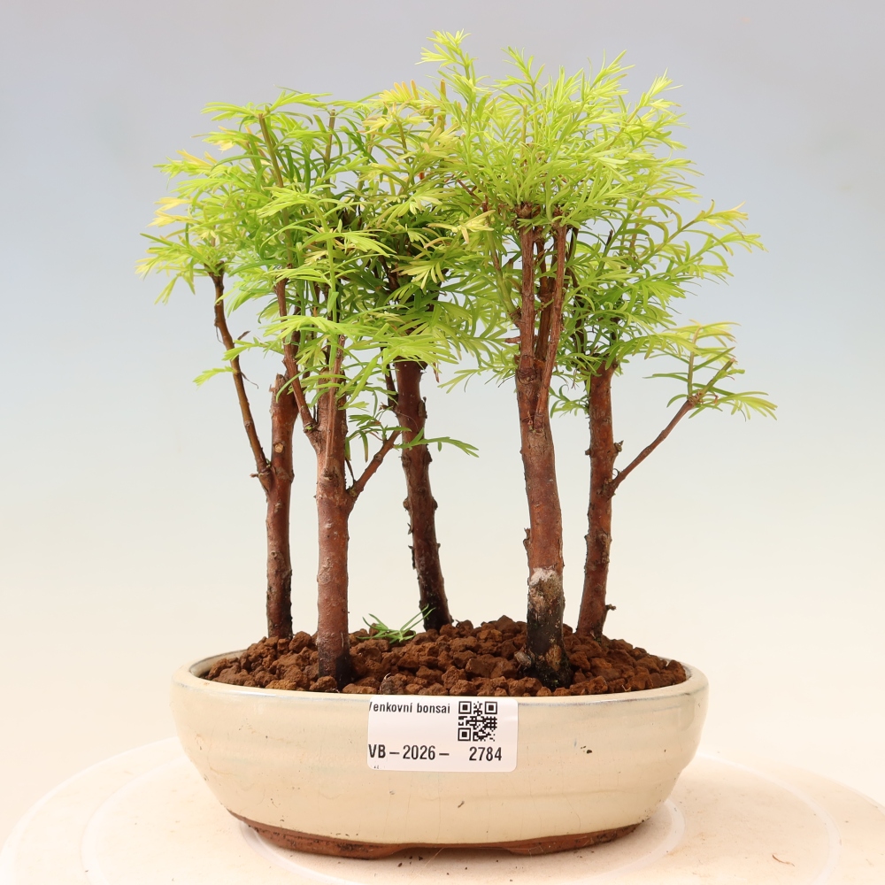 Bonsai ogrodowe – Metasequoia glyptostroboides – metasekwoja chińska – zagajnik