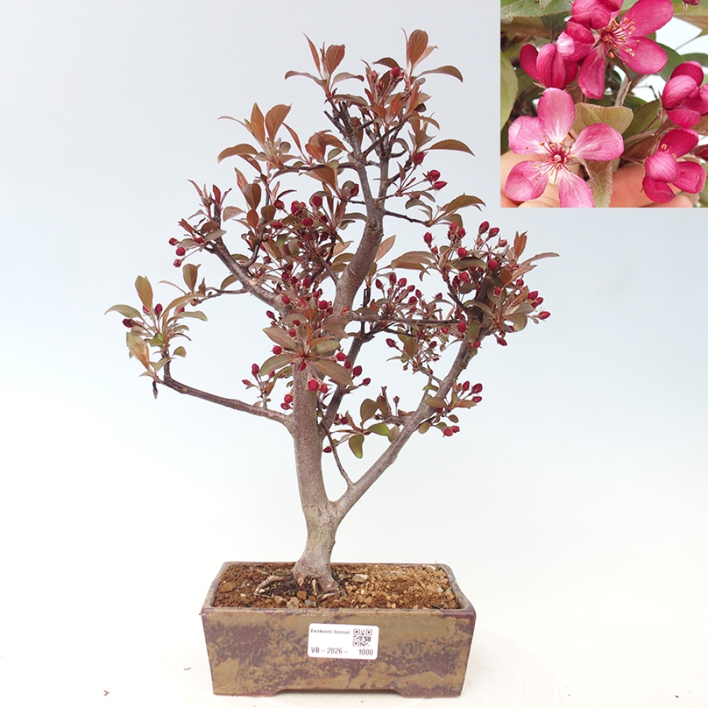 Outdoor bonsai - Malus domestica - Jabłoń czerwonolistna o małych owocach