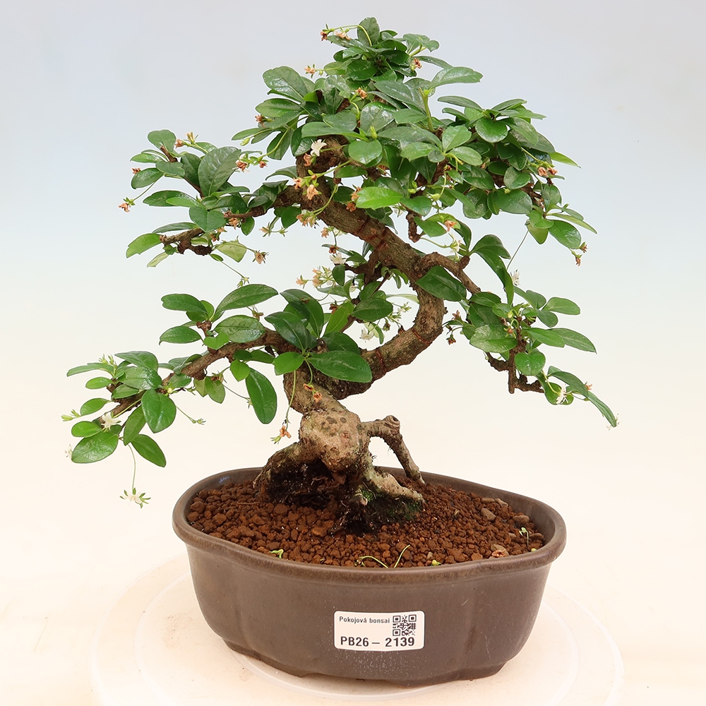 Bonsai pokojowe - Carmona macrophylla - Tea fuki
