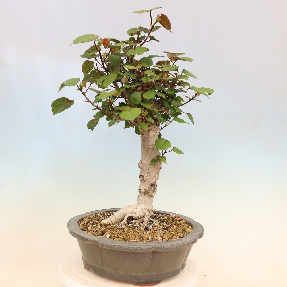 Bonsai domowe - Hibiscus tiliaceus - Hibiskus morski