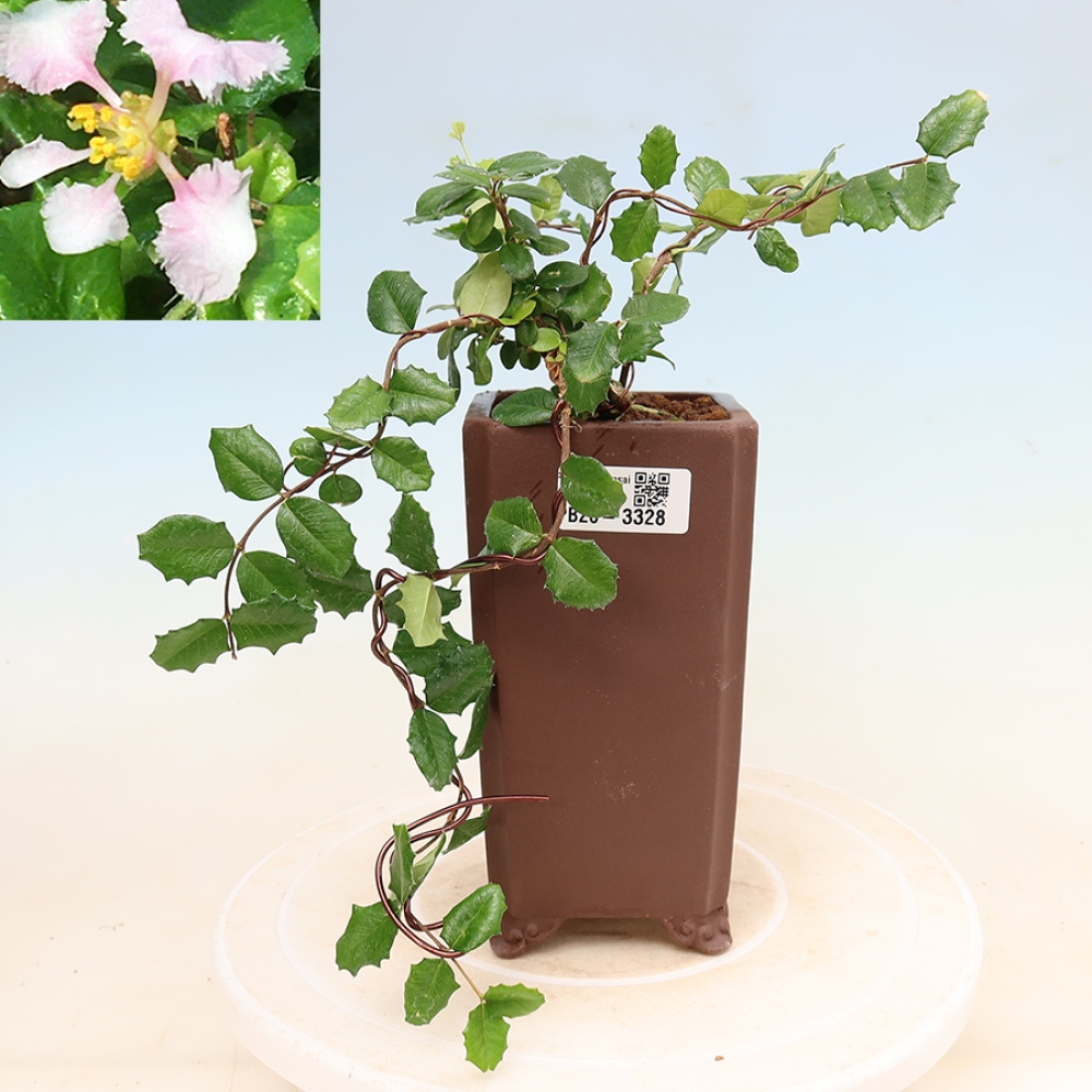 Bonsai pokojowe – Malpighia barbadoska – Malpighia coccigera