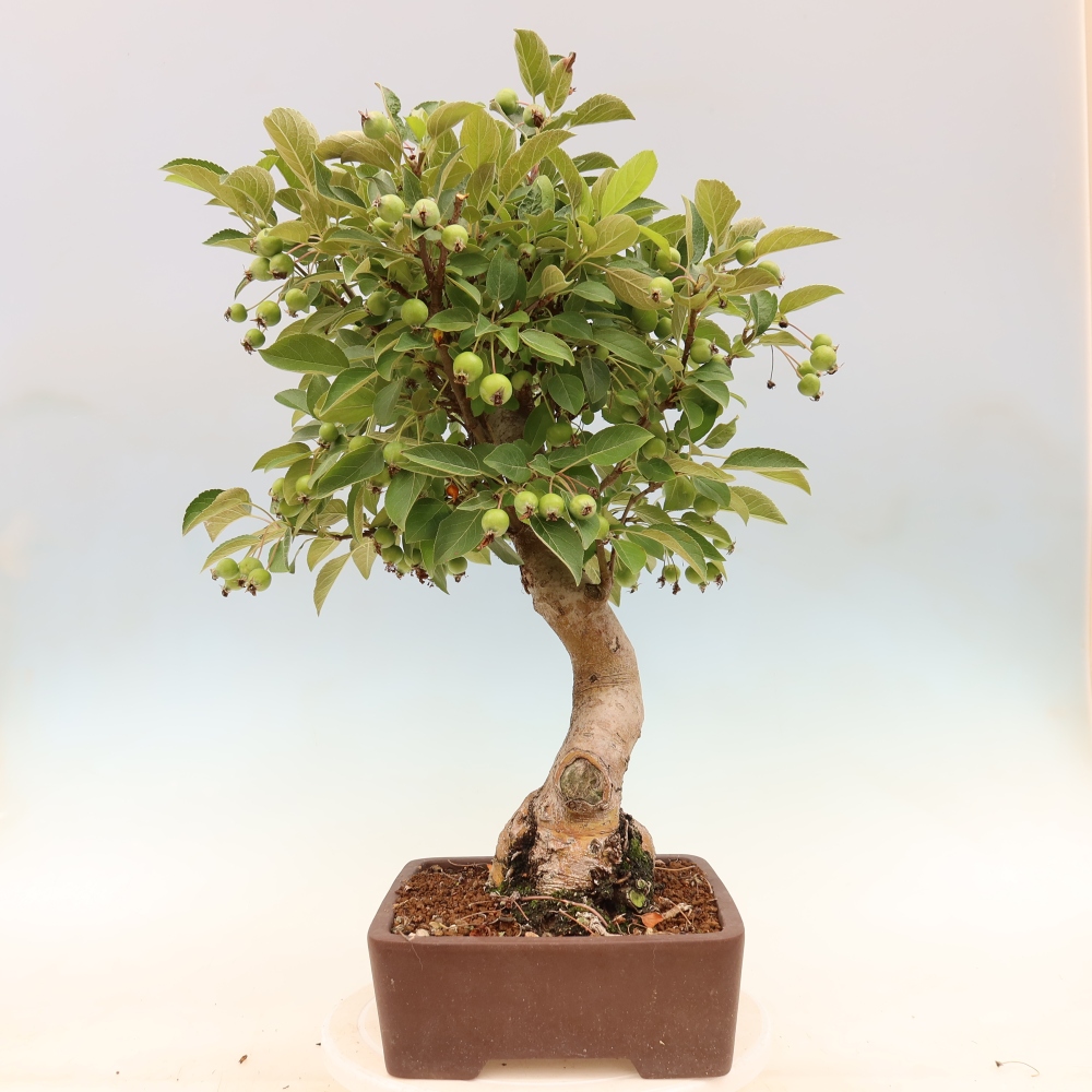 Outdoor bonsai - Malus halliana - Jabłoń drobnoowocowa
