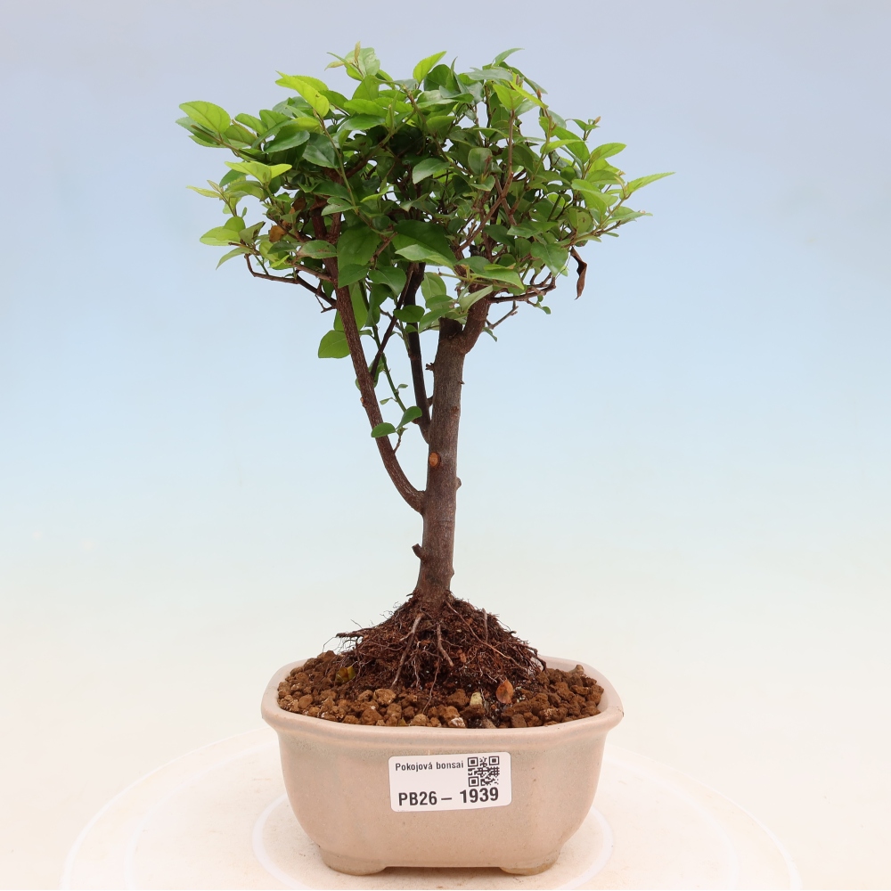 Bonsai pokojowe - Sageretia thea - Sageretia thea