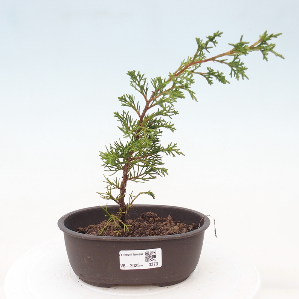 Outdoor bonsai - Juniperus chinensis Itoigawa - Jałowiec chiński