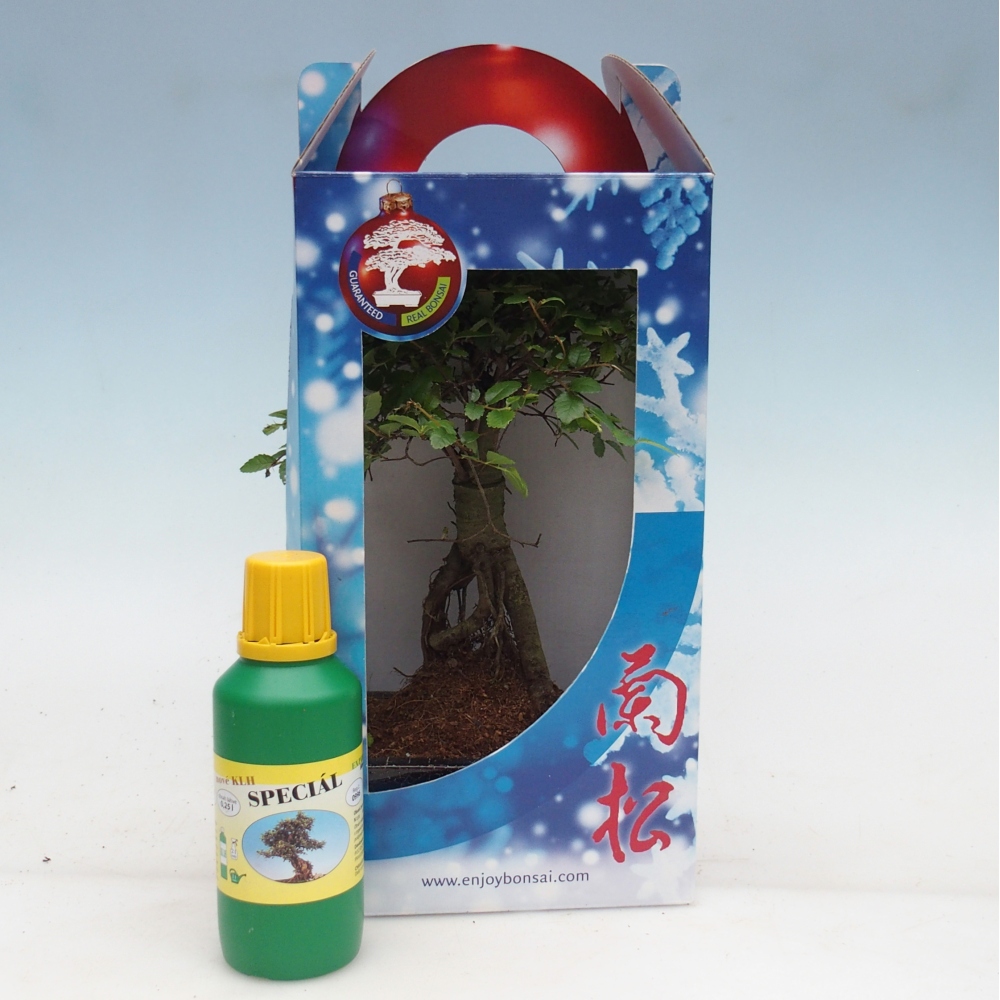 Ulmus parvifolia - wiąz chiński