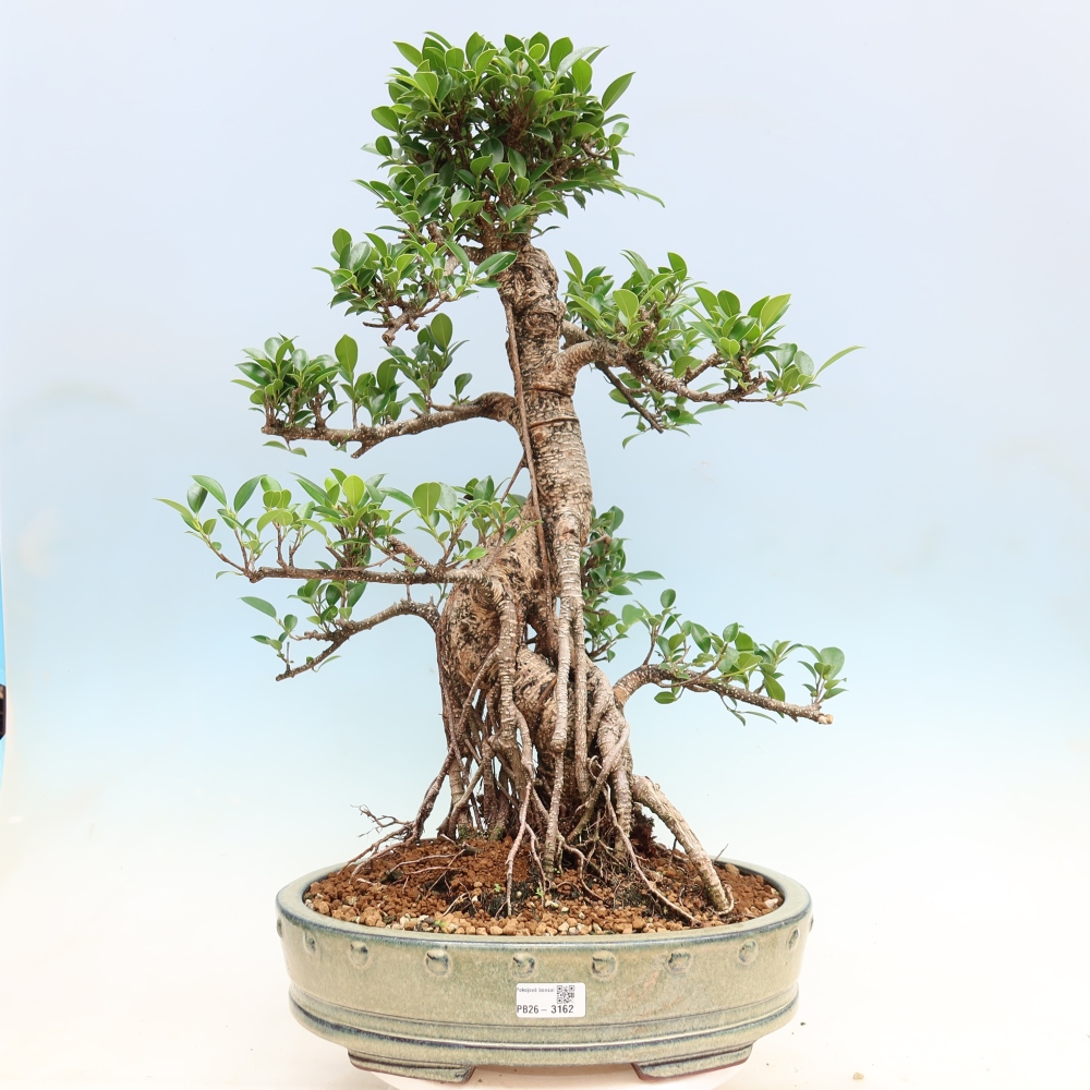 Pokój bonsai - Ficus kimmen - figowiec drobnolistny