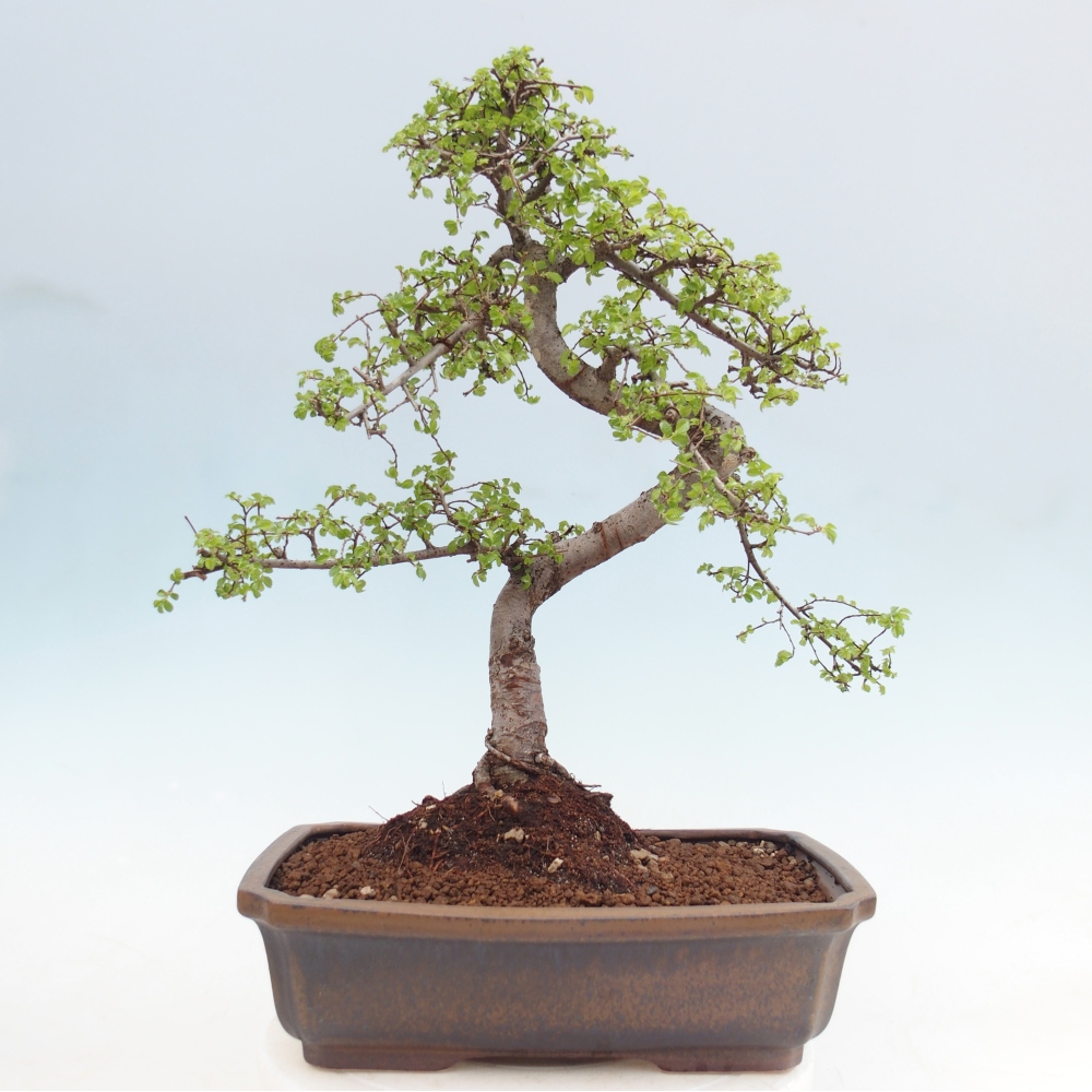 Pokój bonsai - Ulmus parvifolia - Wiąz drobnolistny