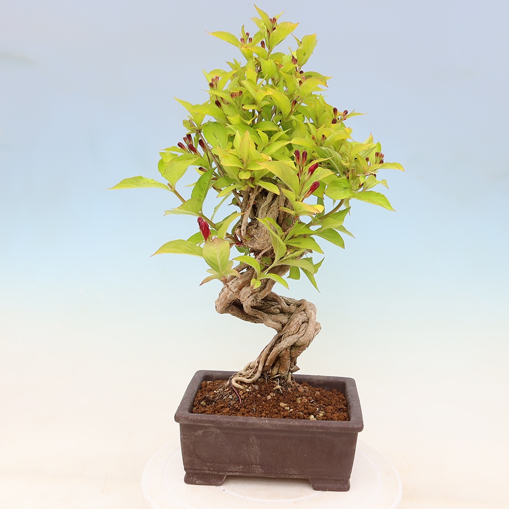 Bonsai ogrodowe – Weigela subsessilis – Weigela koreańska