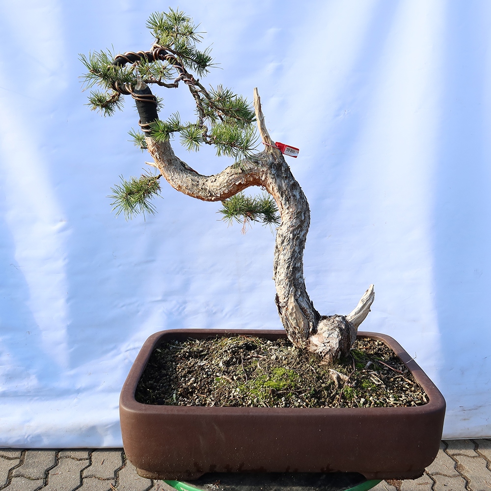 Pinus sylvestris Hiszpania – sosna zwyczajna