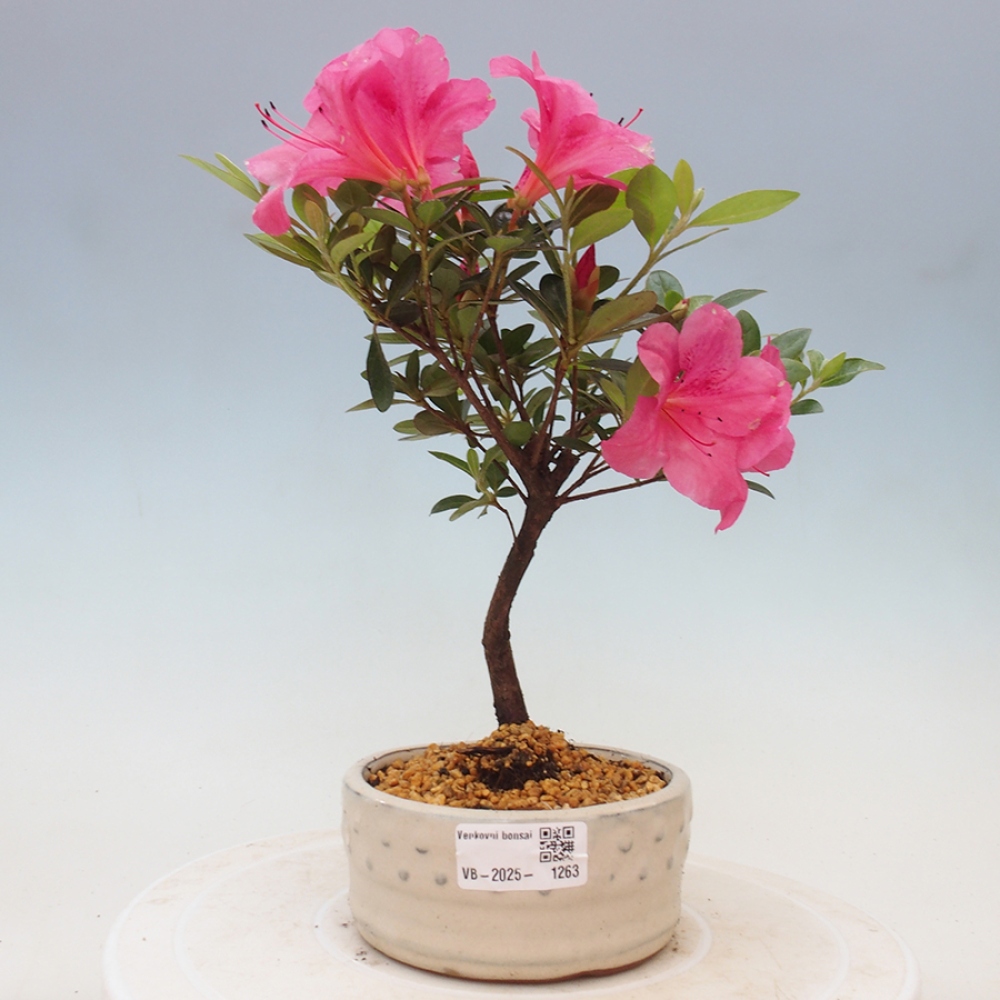 Bonsai zewnętrzne - Azalia japońska - Azalea sp.