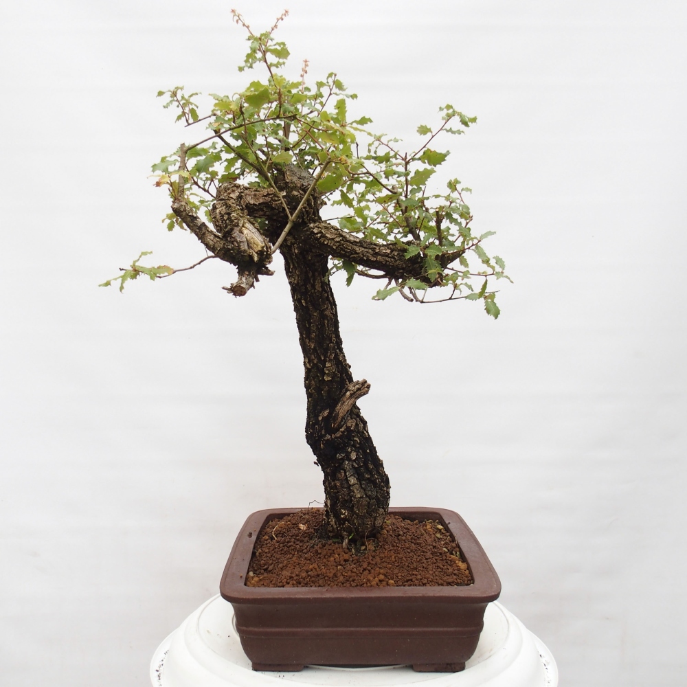 Yamadori - Quercus Ilex - Dąb ostrokrzewowy