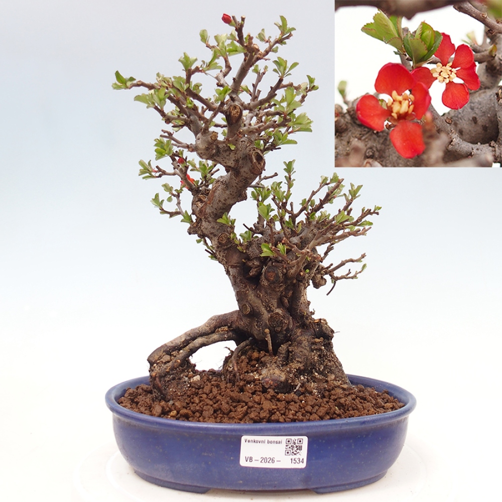 Bonsai zewnętrzne - Chaneomeles speciosa - Pigwa