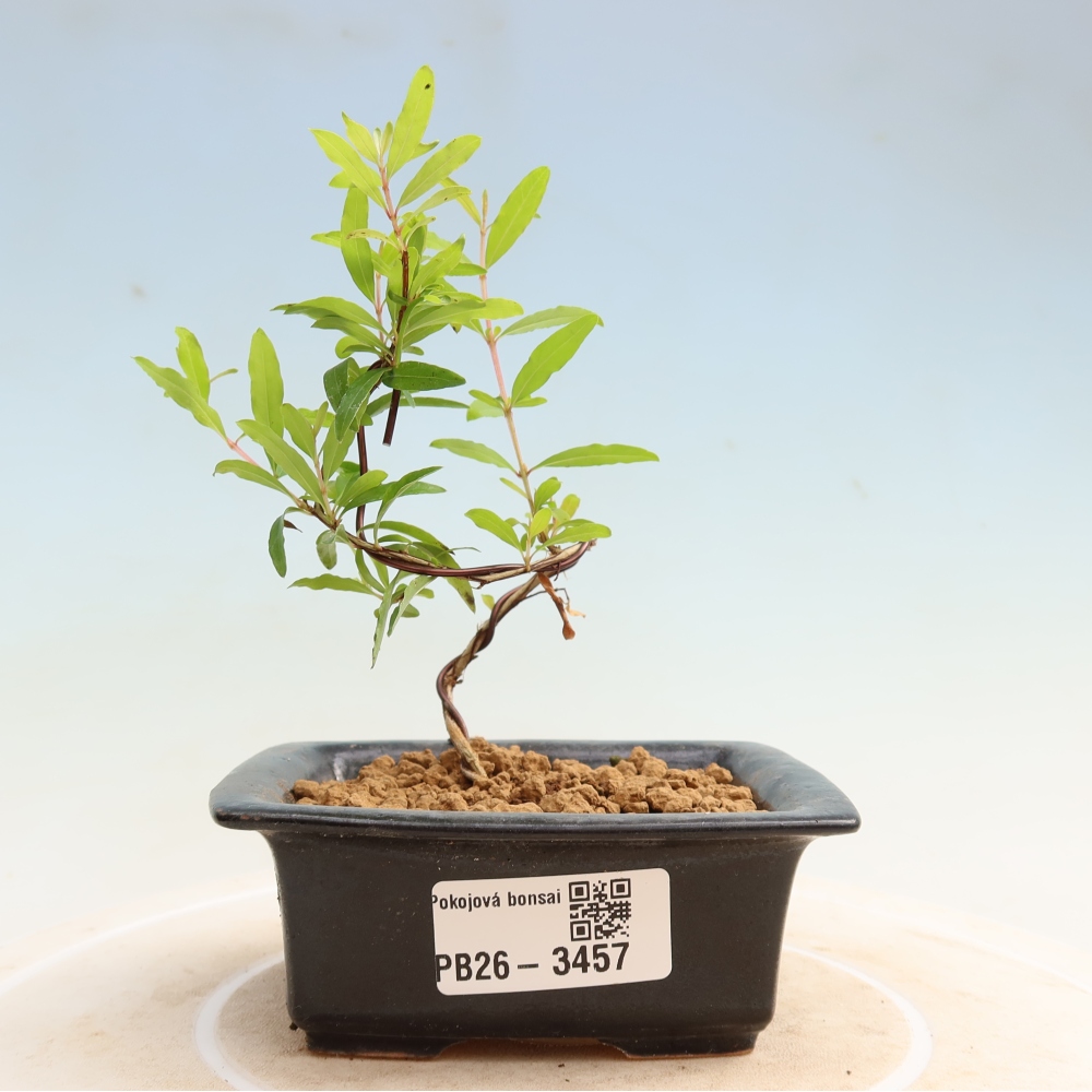 Pokój bonsai - PUNICA granatum nana - jabłko granatu
