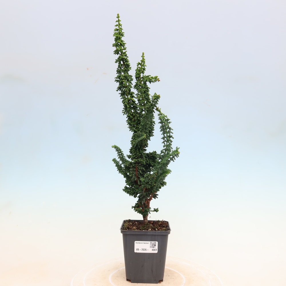Bonsai zewnętrzne - Cham. obtusa SEKKA HINOKI - Cyprys