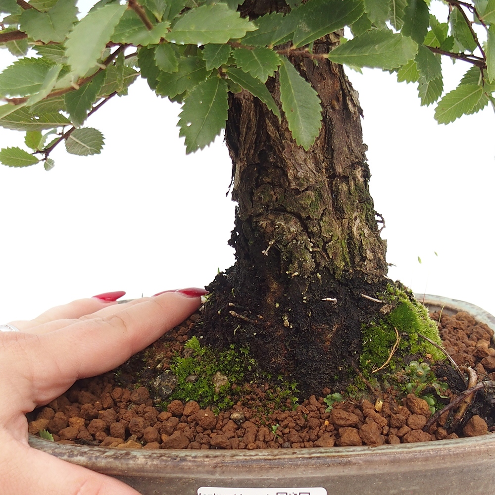 Bonsai zewnętrzne - Zelkova - Zelkova NIRE
