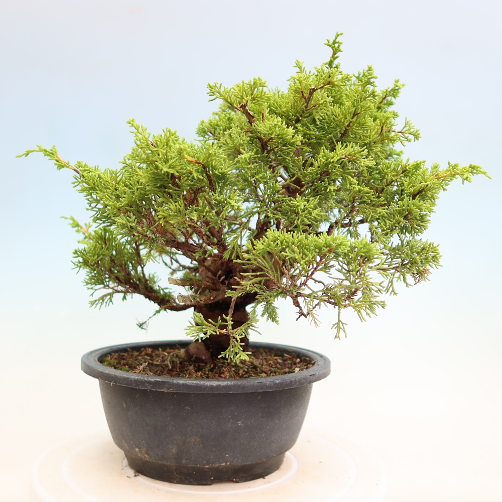Bonsai ogrodowe – Juniperus chinensis Itoigawa – jałowiec chiński
