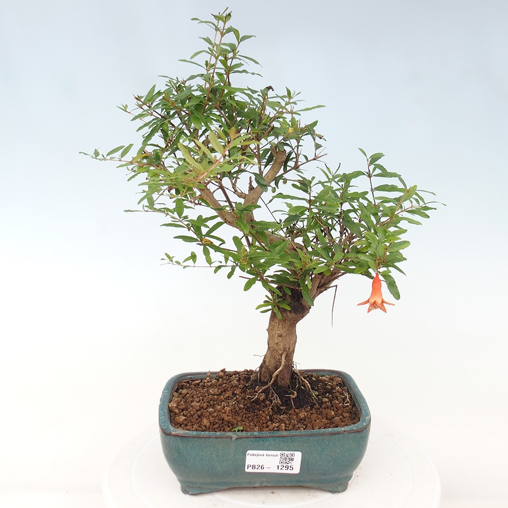 Pokój bonsai - PUNICA granatum nana - jabłko granatu