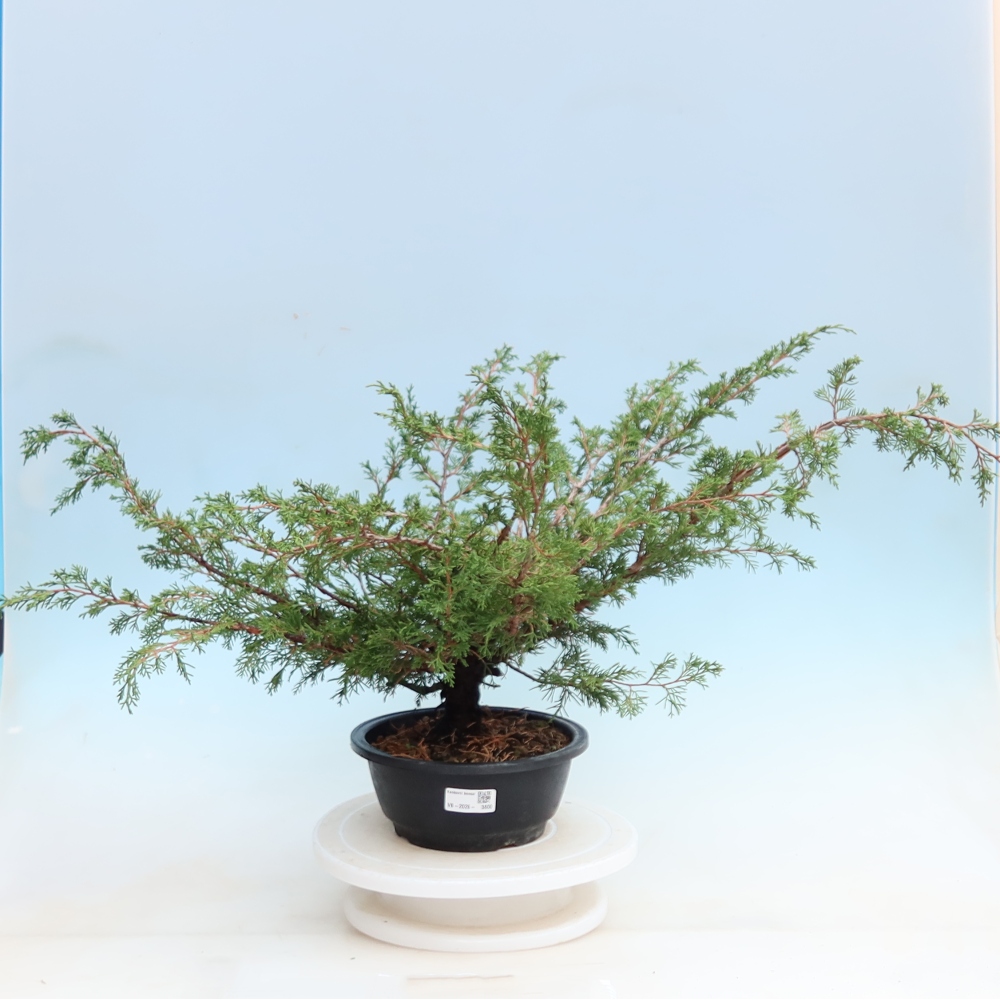 Bonsai ogrodowe – Juniperus chinensis Itoigawa – jałowiec chiński