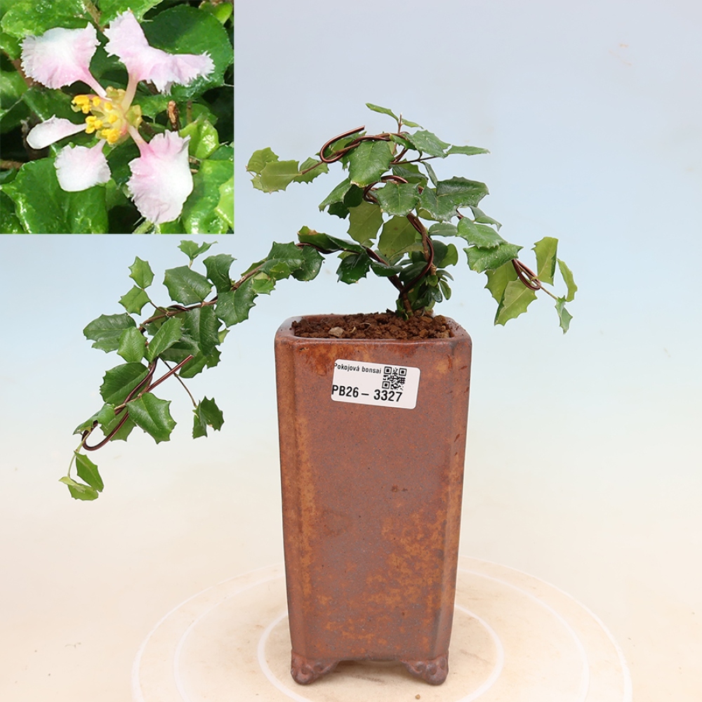 Bonsai pokojowe – Malpighia barbadoska „wiśnia” – Malpighia coccigera