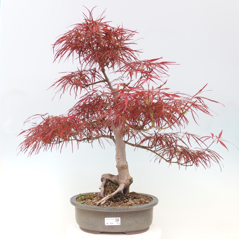 Bonsai zewnętrzne - Acer palmatum RED PYGMY
