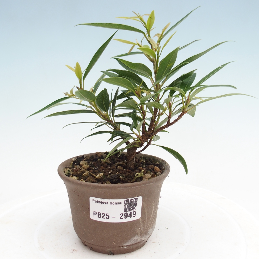 Bonsai wewnętrzne - Ficus nerifolia - figowiec drobnolistny