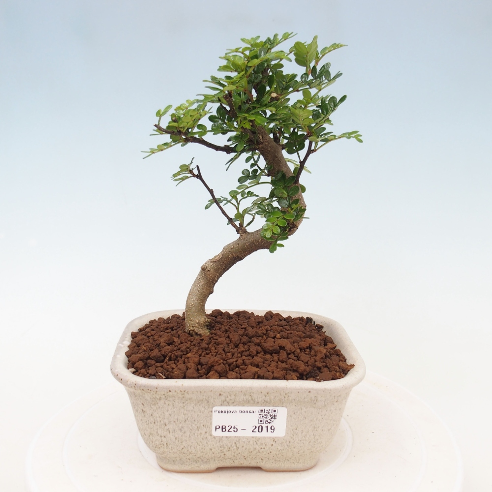 Kryty bonsai - Zantoxylum piperitum - Mięta pieprzowa