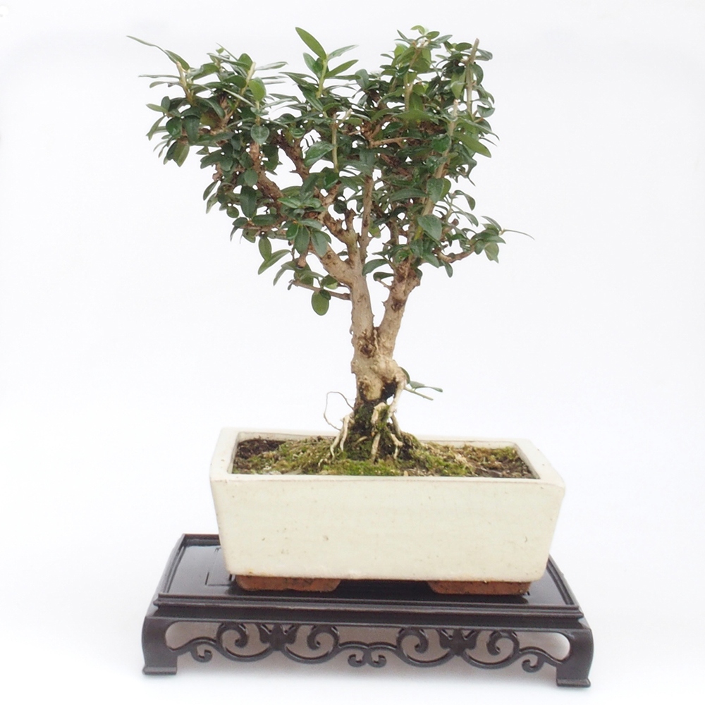 Stolik bonsai plastikowy prostokątny 22 x 14 x 4 cm, kolor czarny
