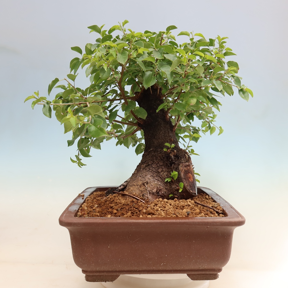Bonsai ogrodowe – Mahalebka – Prunus mahaleb